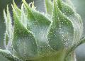 Sunflower / Helianthus annuus 